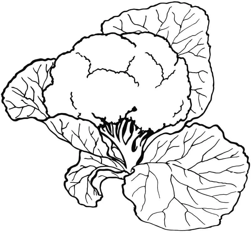 Chou Fleur 25